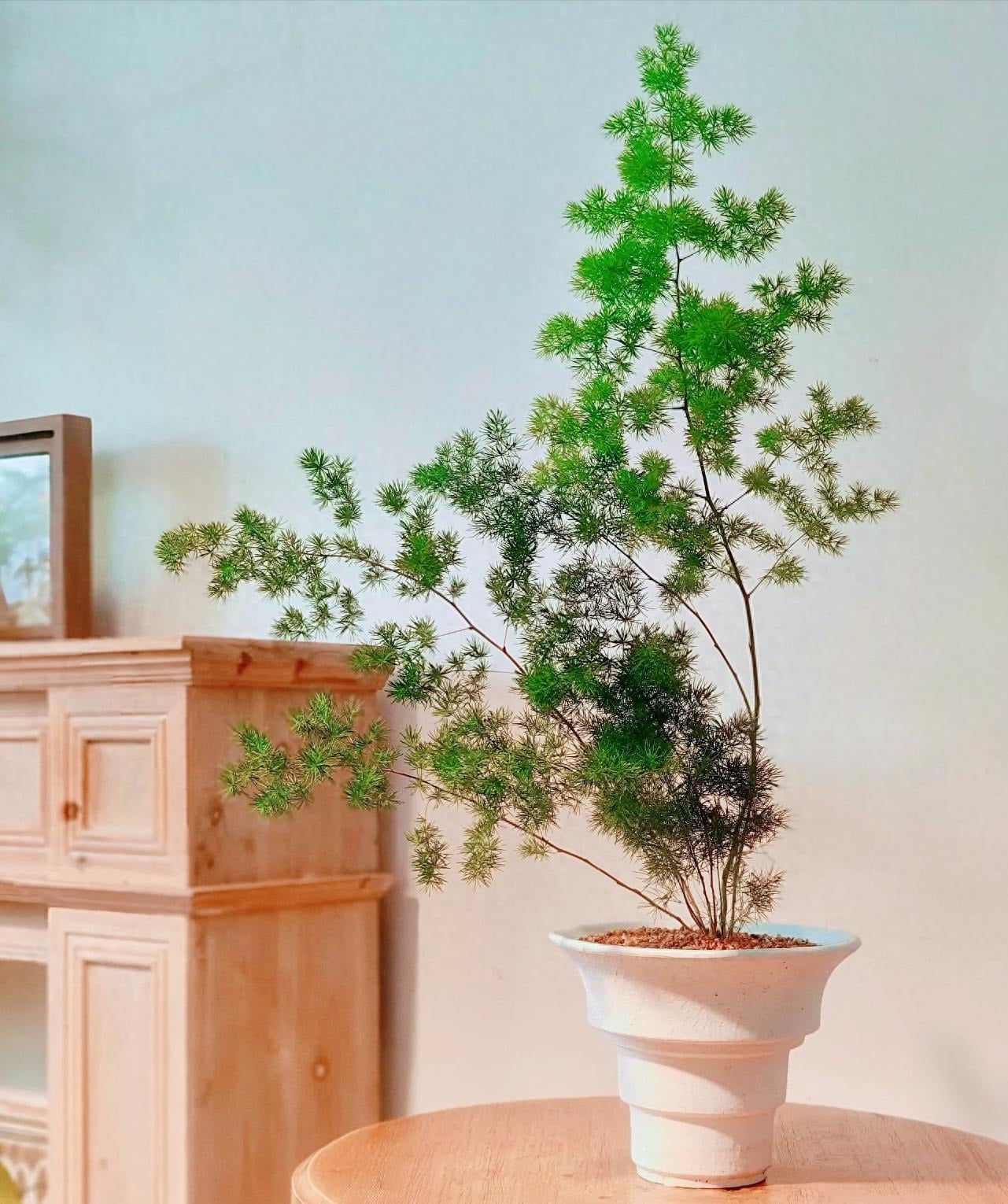 Thân cây thẳng đứng dần dần hóa gỗ. Ảnh minh họa Toutiao