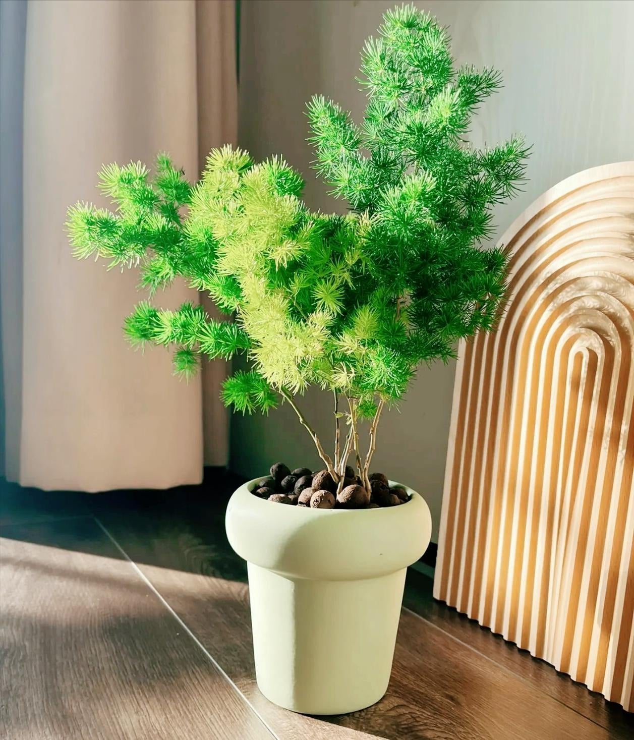 Cây cảnh này thuộc họ Măng tây. Ảnh minh họa Toutiao