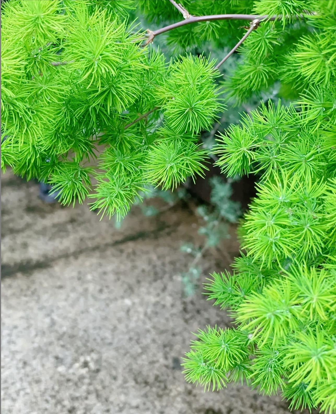 Khi có gió thổi, toàn bộ cây đung đưa duyên dáng. Ảnh minh họa Toutiao