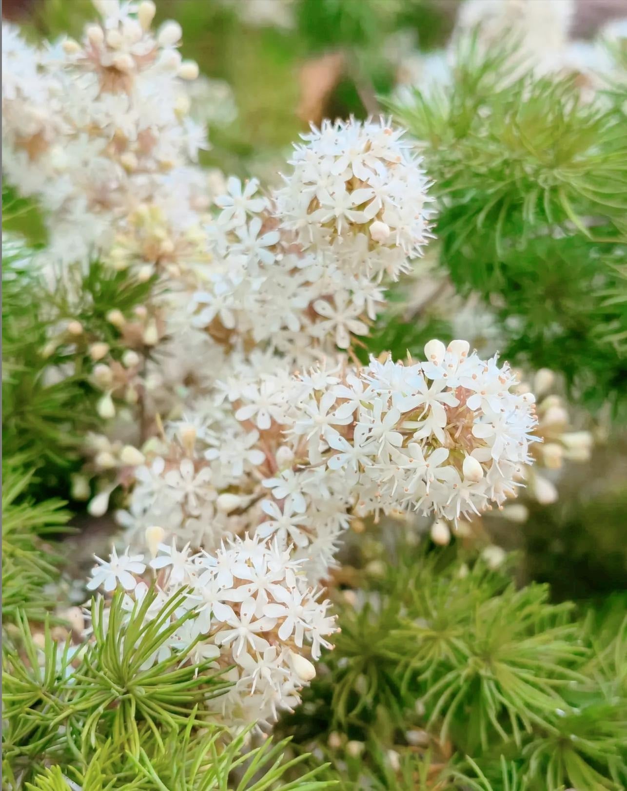 Hoa màu hồng nhạt, tỏa ra hương thơm dịu nhẹ. Ảnh minh họa Toutiao