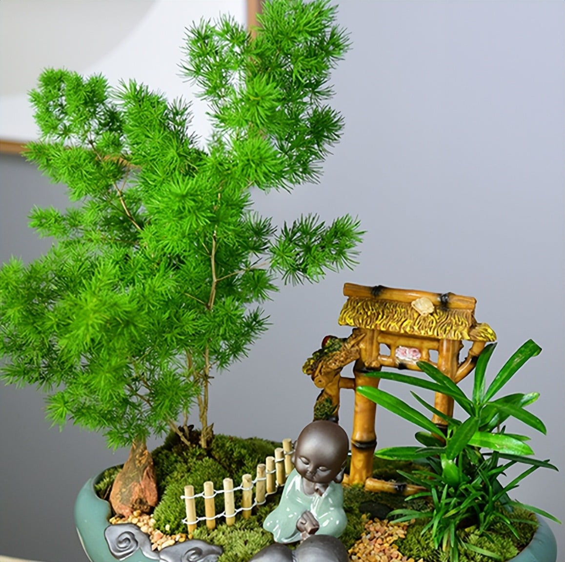 Đặt cây cảnh này trong nhà có thể giúp thu hút năng lượng tích cực. Ảnh minh họa Toutiao