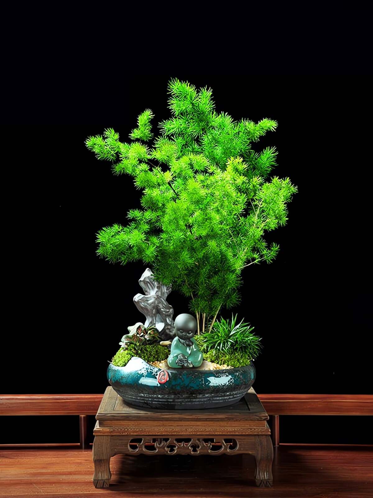 Cây cảnh tùng nho thậm chí còn dễ trồng hơn cả măng tây cảnh. Ảnh minh họa Toutiao