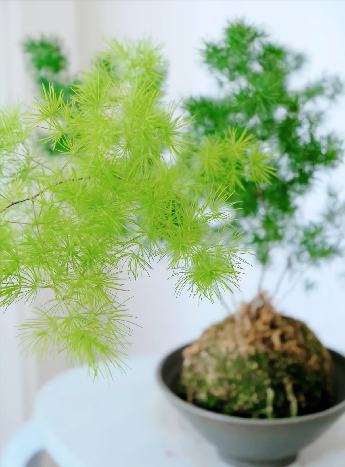 Bón phân thường xuyên. Ảnh minh họa Toutiao