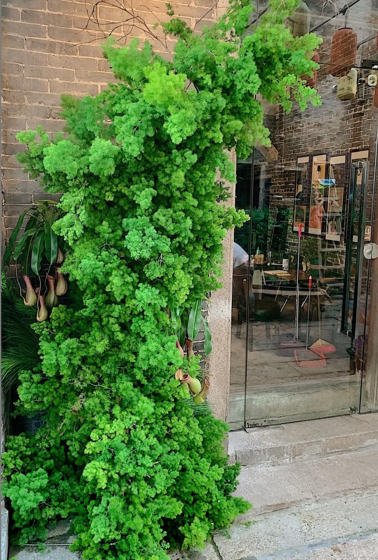 Tình trạng úng nước và thối rễ có thể gây ra hiện tượng lá vàng, Ảnh minh họa Toutiao