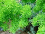 Cây cảnh lá xanh như ngọc, được mệnh danh là kỳ quan trang trí, năm mới cải thiện vận may, mang lại giàu có