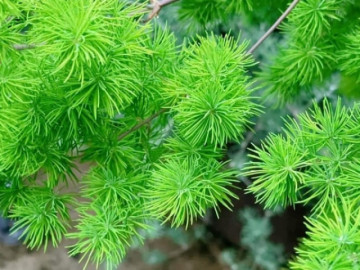 Cây cảnh lá xanh như ngọc, được mệnh danh là kỳ quan trang trí, năm mới cải thiện vận may, mang lại giàu có