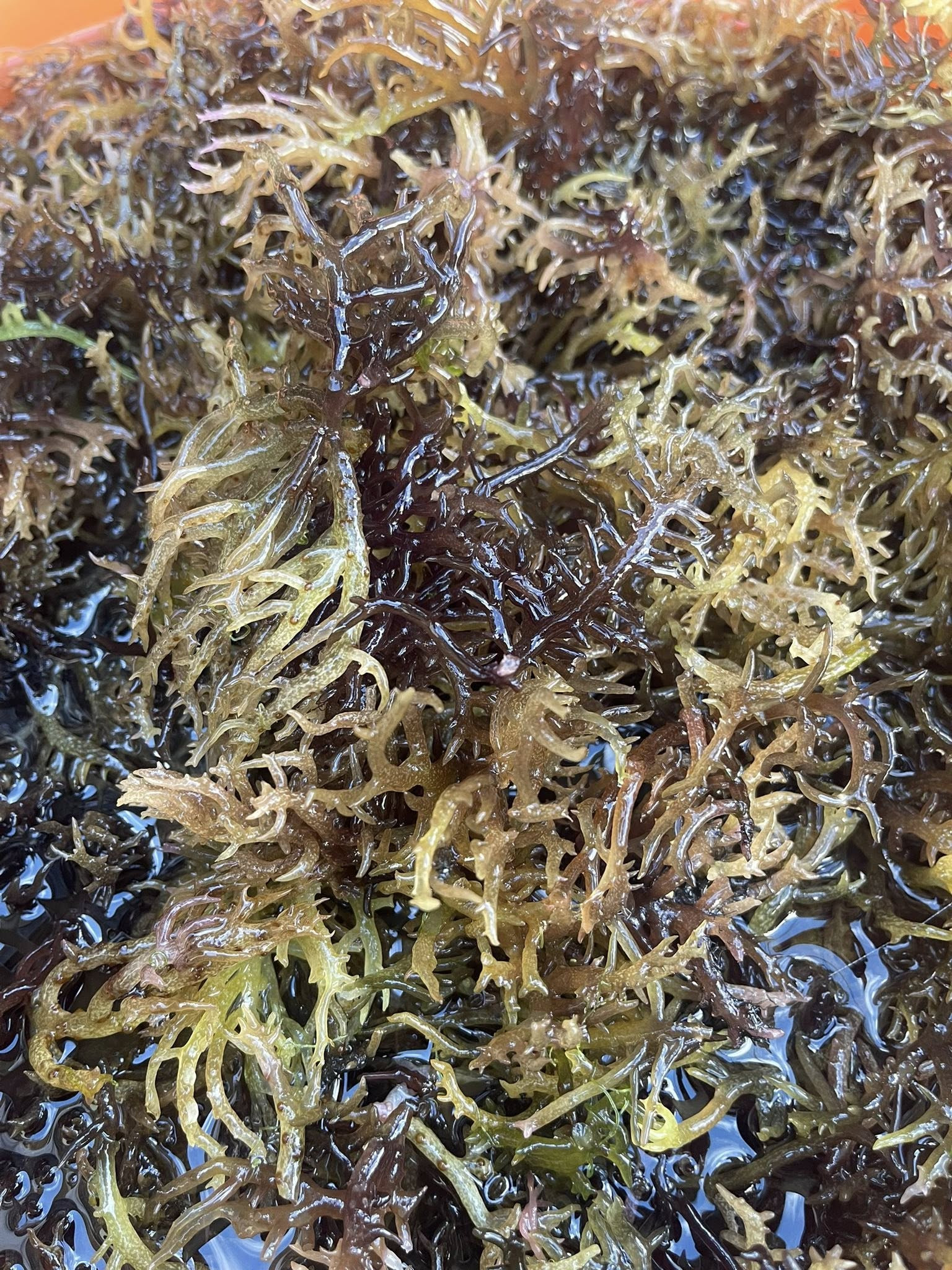 Sản vật amp;#34;trời banamp;#34; ở Quảng Ngãi ăn giòn mát, làm món trộn càng ngon - 1