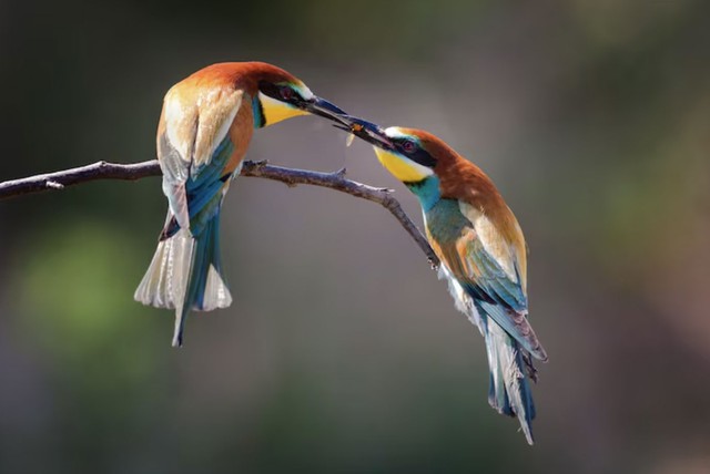 Bên cạnh vận may, người sinh vào ngày 1 và ngày 6 Âm lịch còn biết giữ cảm xúc ổn định, khéo léo trong giao tiếp nên sự nghiệp ngày càng phát triển, cuộc sống ít thăng trầm - Ảnh minh họa.