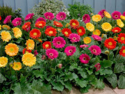 Loại cây đặt trong nhà ngày Tết giúp thanh lọc không khí, nâng cao sức khỏe, tăng tuổi thọ