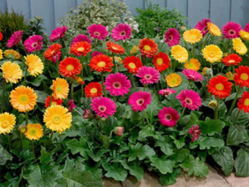 Loại cây đặt trong nhà ngày Tết giúp thanh lọc không khí, nâng cao sức khỏe, tăng tuổi thọ