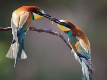 Bà bầu - Tử vi mách ngày sinh Âm lịch của người cả đời ít sóng gió, sống an nhàn hơn người