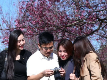 Độc, lạ Đà Lạt: Con đường "nhuộm hồng" đẹp đến nao lòng khiến nam thanh, nữ tú rần rần kéo nhau đến check-in