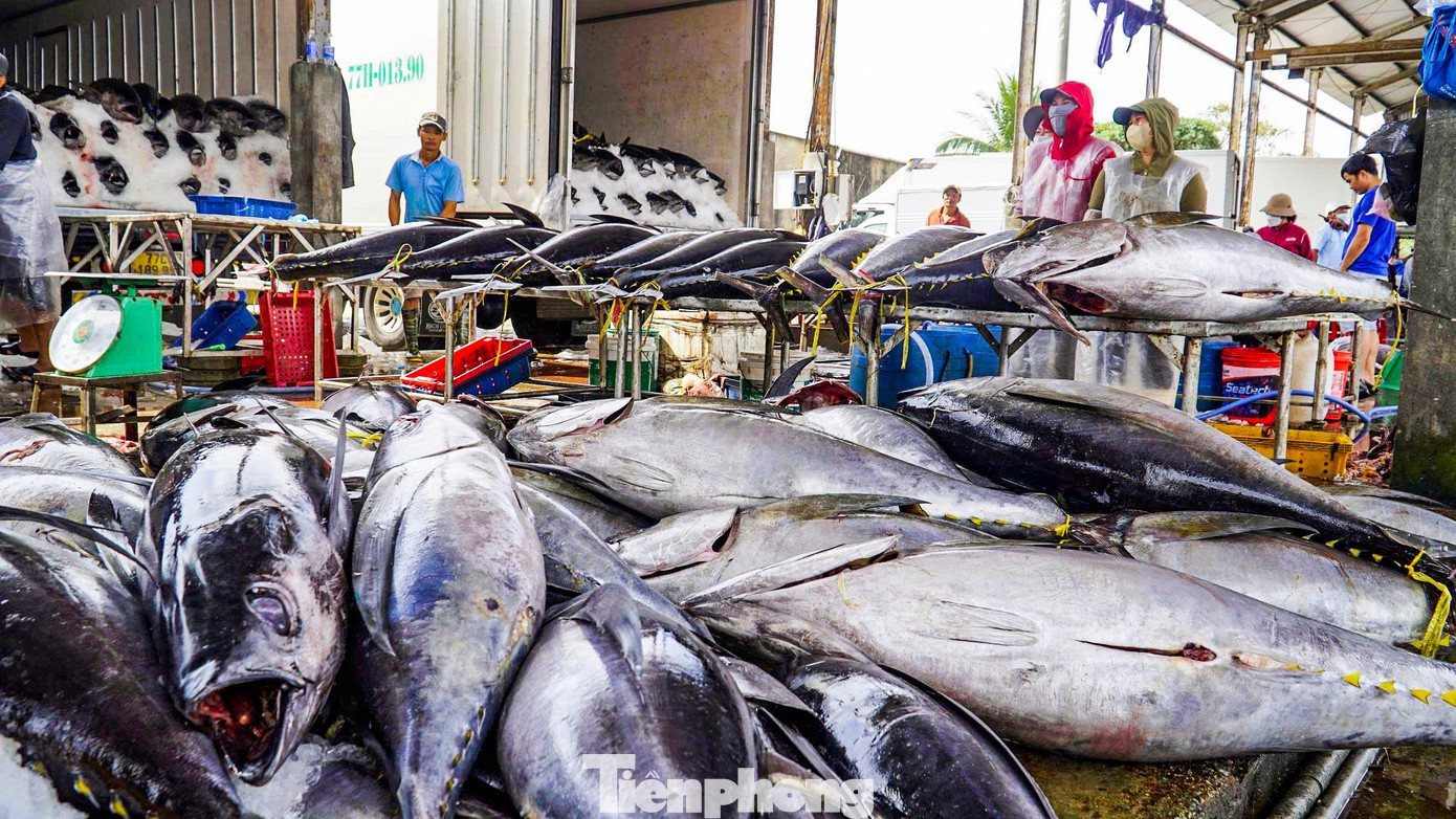 Theo lãnh đạo cảng cá Tam Quan, trong chuyến biển vừa qua có hơn 800 tàu xuất bến từ cảng, chủ yếu khai thác cá ngừ đại dương. Thống kê đến thời điểm này cho thấy khoảng 1.500 tấn cá ngừ đại dương đã được đưa về cập bến, sản lượng đánh bắt đạt tương đối cao.