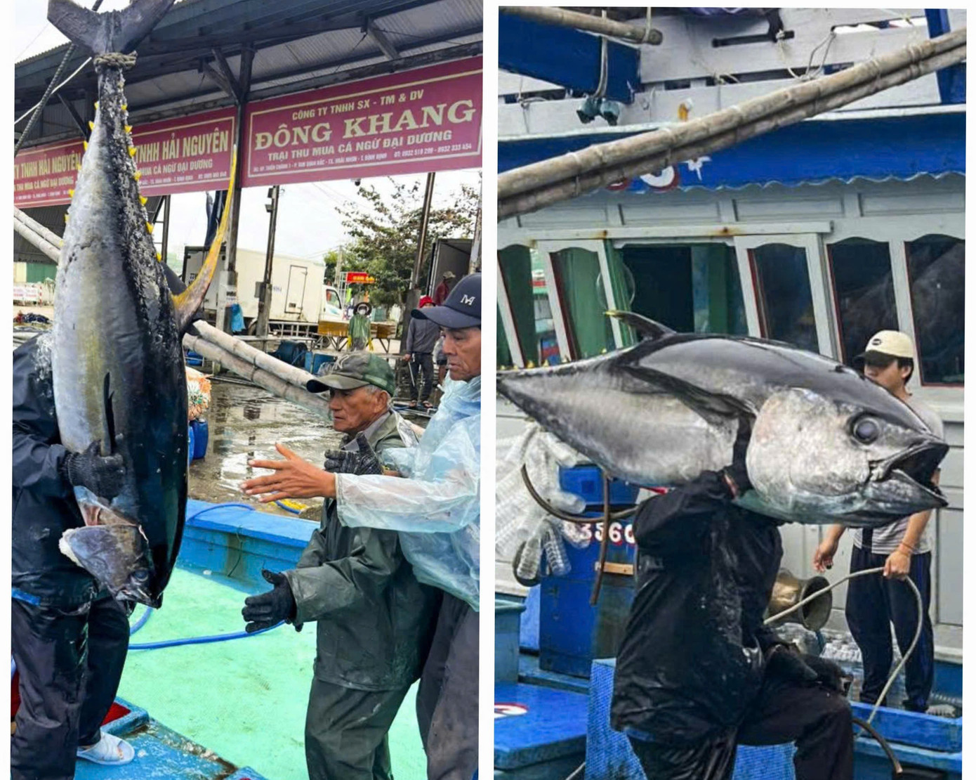 Tương tự, cũng sau nhiều ngày vươn khơi tại ngư trường Trường Sa, tàu BĐ 95536-TS do ngư dân Trần Thân (51 tuổi) làm thuyền trưởng cập bến với 55 con cá ngừ đại dương, tổng sản lượng khoảng 2,2 tấn.