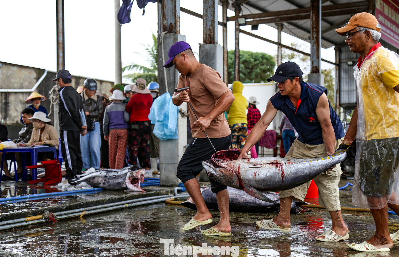 Theo ông Thân, có đêm tàu của ông câu được tới 4 tạ cá ngừ đại dương. Đặc biệt, chuyến này còn câu dính con cá ngừ mắt to nặng hơn 1 tạ.