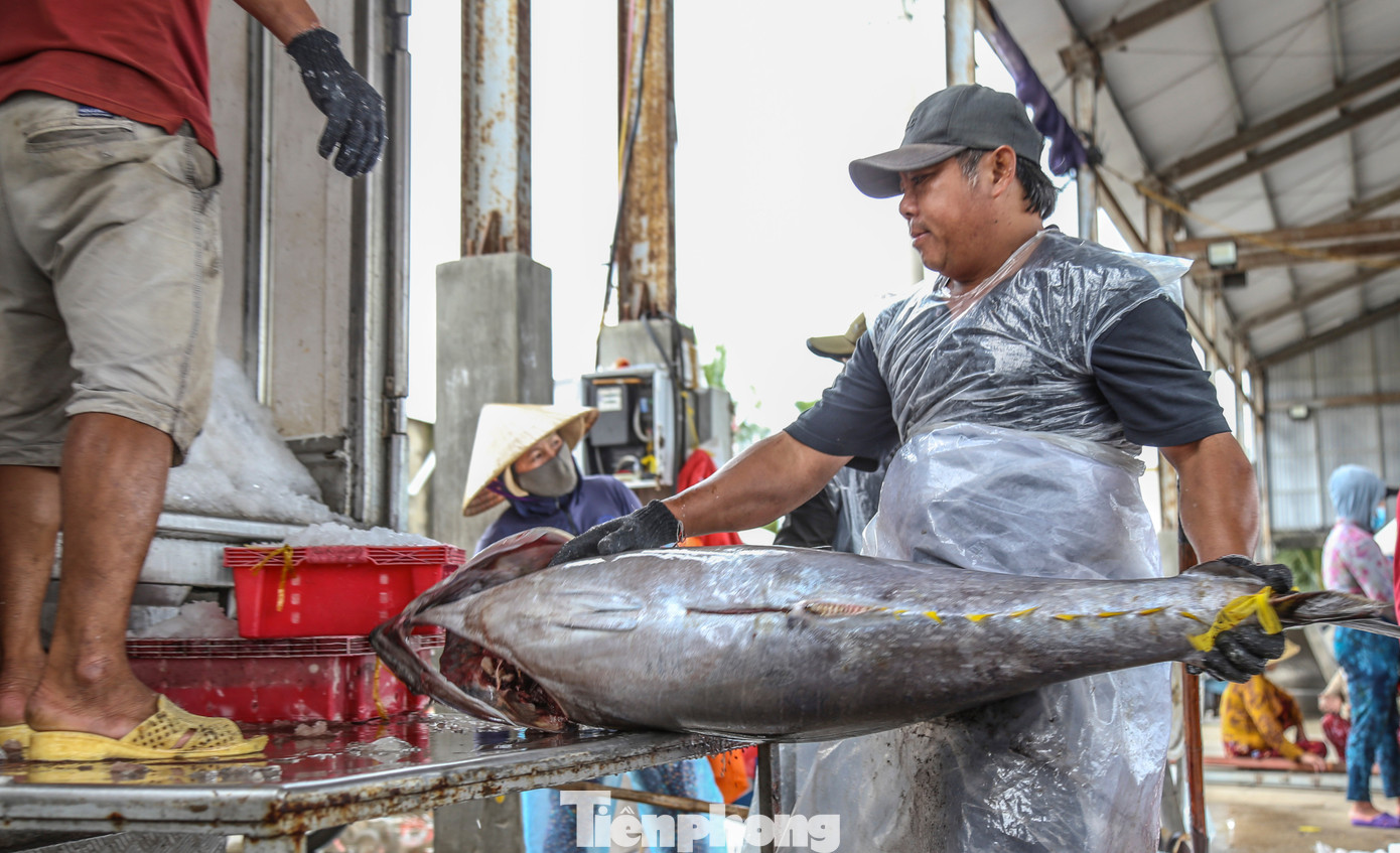Chuyến biển mở hàng năm mới, tàu câu cá ngừ đại dương của ngư dân Gia Lai cập bến đầy khoang - 10