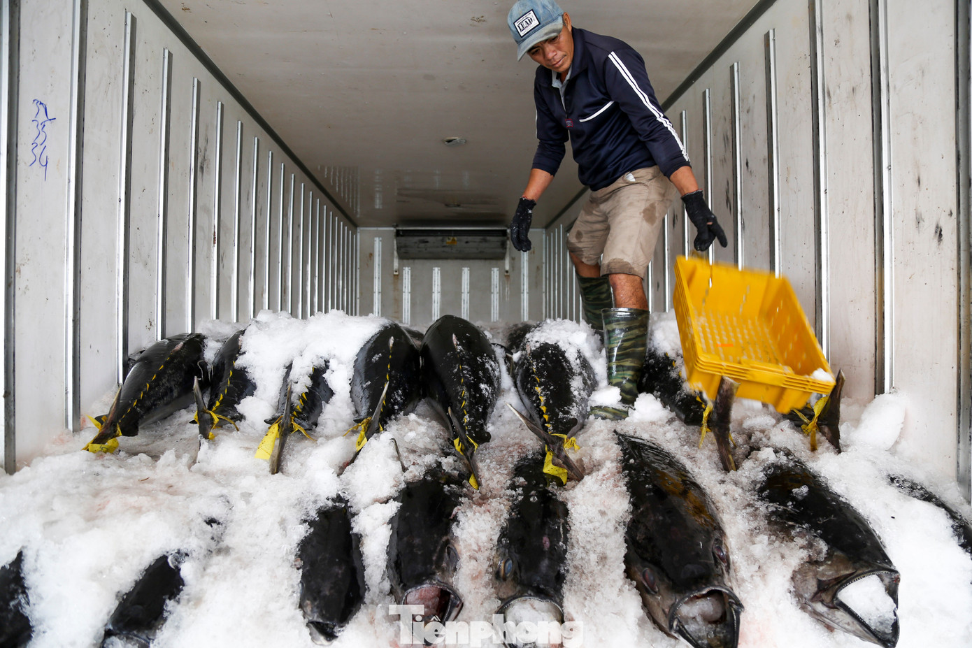 Những con cá ngừ đại dương sau khi được đưa lên bờ cân bán cho thương lái, nhanh chóng được chuyển lên xe đông lạnh để bảo quản và vận chuyển đi tiêu thụ.