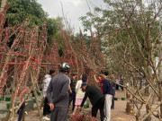 Clip Eva - Lái buôn ngược xuôi thu mua đào rừng Mộc Châu, Mù Cang Chải, Sa Pa về tiêu thụ tại Hà Nội