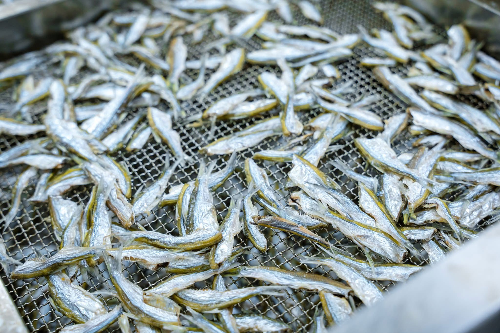 Tép dầu Đầm Vạc không chỉ xuất hiện trong các bữa ăn của nhiều gia đình ở Phú Thọ mà còn góp mặt trong thực đơn của các nhà hàng, quán ăn địa phương. Ảnh: Đồng Đức Hiệp