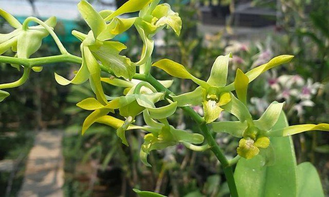 Các loại hoa nên kiêng kỵ, tuyệt đối không đặt lên ban thờ vào Tết Nguyên đán - 2