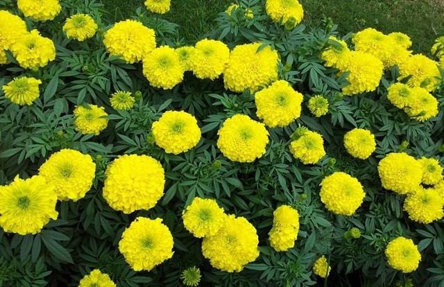 Theo phong thủy thì không nên để cúc vạn thọ lên ban thờ để tránh gặp những điều không may mắn.