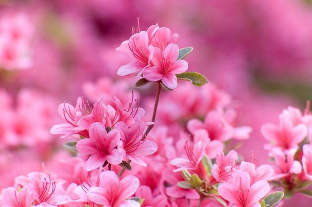 Nhờ sự kiên trì và nỗ lực không ngừng, người sinh ngày 8 và 18 Âm lịch từng bước khẳng định bản thân và đạt được thành công - Ảnh minh họa.