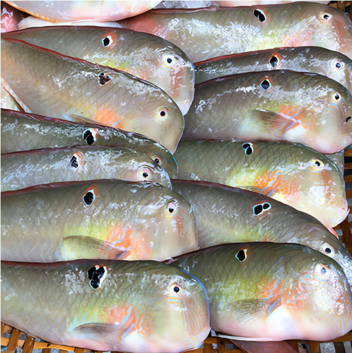 Loại cá này là một trong những loài cá biển quen thuộc, dễ nhận biết nhờ lớp vảy to, màu sắc sặc sỡ và phần miệng cứng.