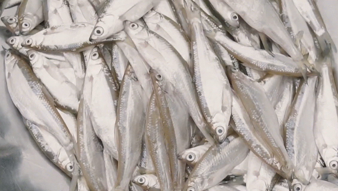 Tép dầu là loài cá thường thấy ở các sông, hồ tự nhiên miền Bắc nhưng phổ biến hơn cả là ở lòng hồ thủy điện Sơn La và Đầm Vạc (tỉnh Vĩnh Phúc cũ). Ảnh: S Vietnam