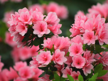 Bà bầu - Ngày sinh Âm lịch của người cả đời không lo thiếu tiền