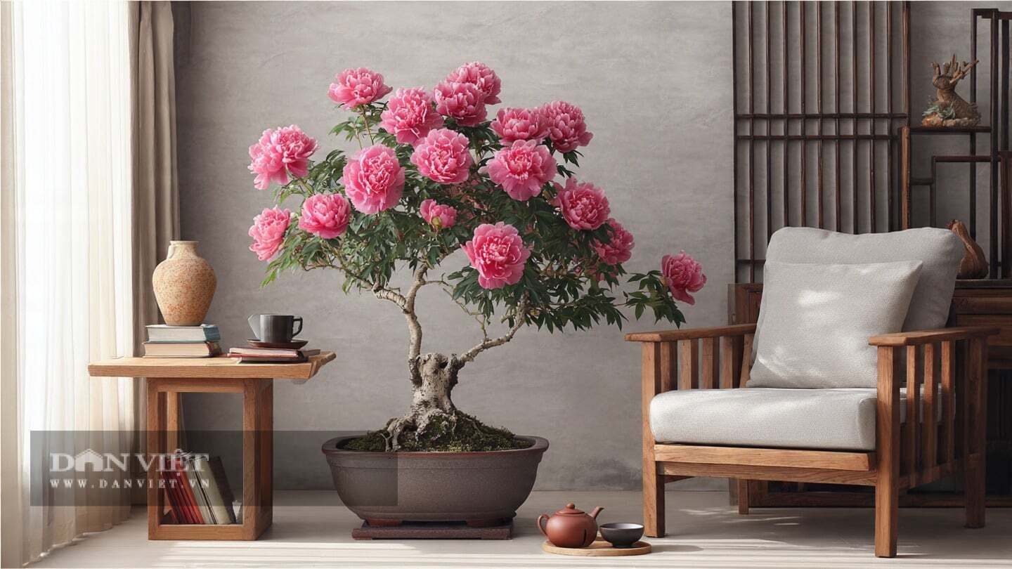 Đặt một chậu hoa mẫu đơn trong phòng khách sẽ ngay lập tức làm tăng thêm vẻ đẹp cho không gian.