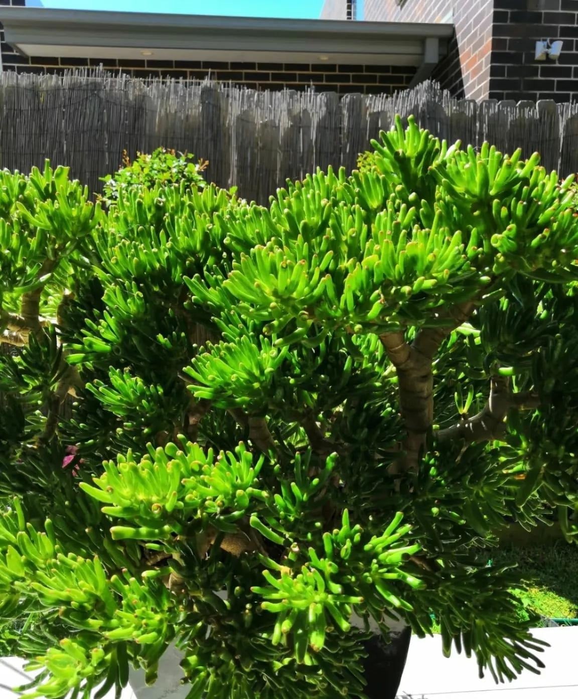 Cây cảnh này được coi là nam châm hút tài lộc. Ảnh minh họa