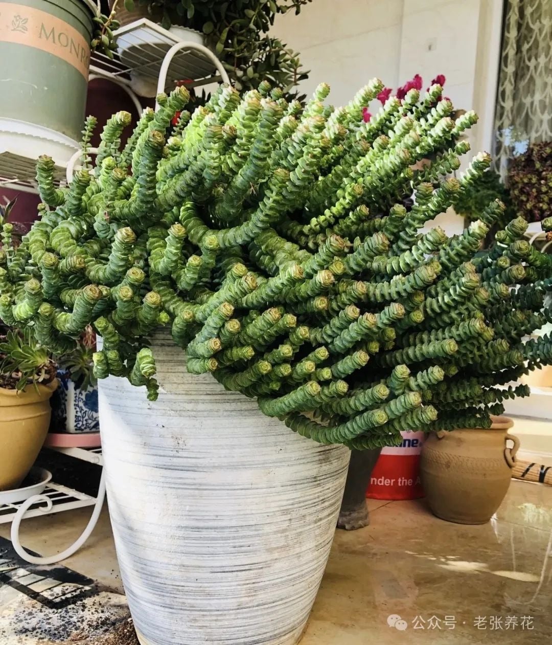 Ngay từ cái tên chuỗi tiền dường như ám chỉ sự tích lũy của cải