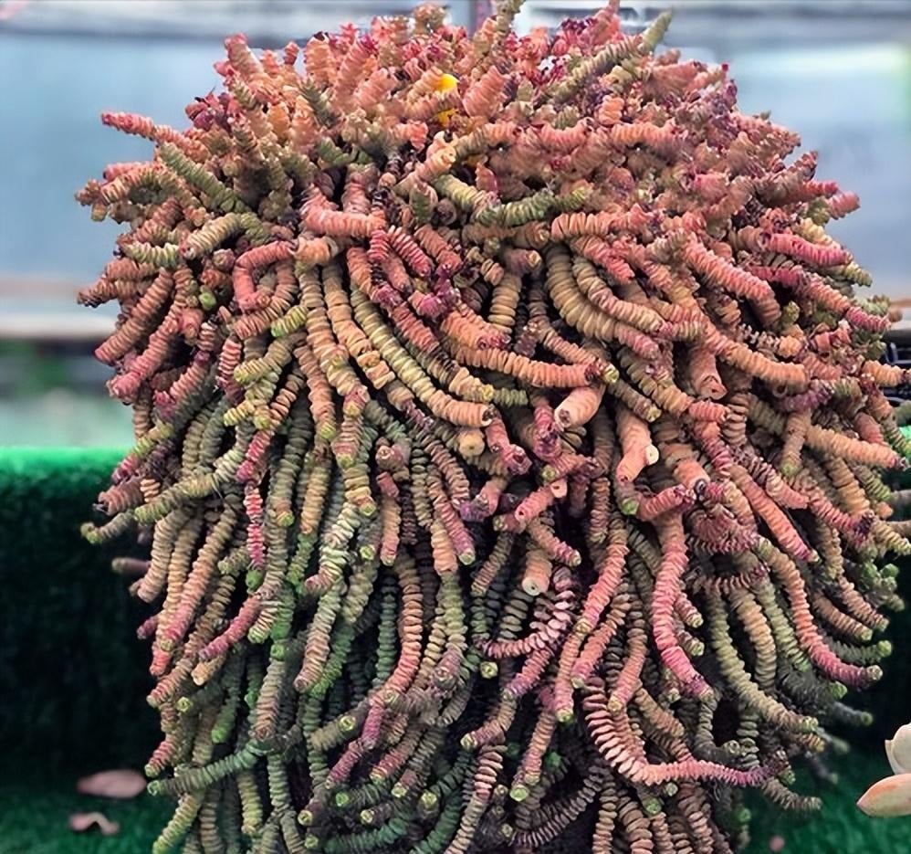 Nhiều người thích đặt cây cảnh trên bàn làm việc. Ảnh minh họa Totiao