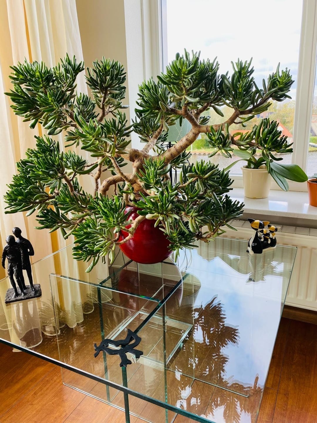 Cây cảnh chịu hạn tốt. Ảnh minh họa Totiao