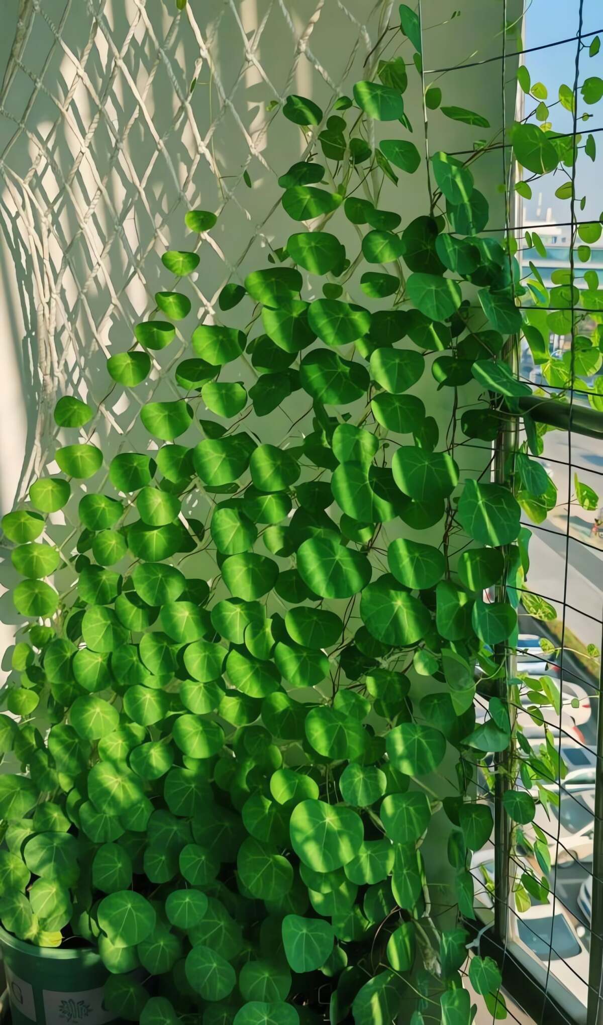 Cây cảnh rất phù hợp cho các gia đình có người lớn tuổi. Ảnh minh họa Totiao