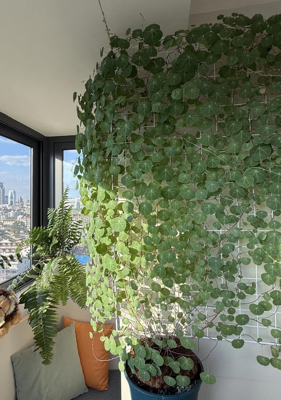 Cây cảnh này ưa nắng. Ảnh minh họa Totiao