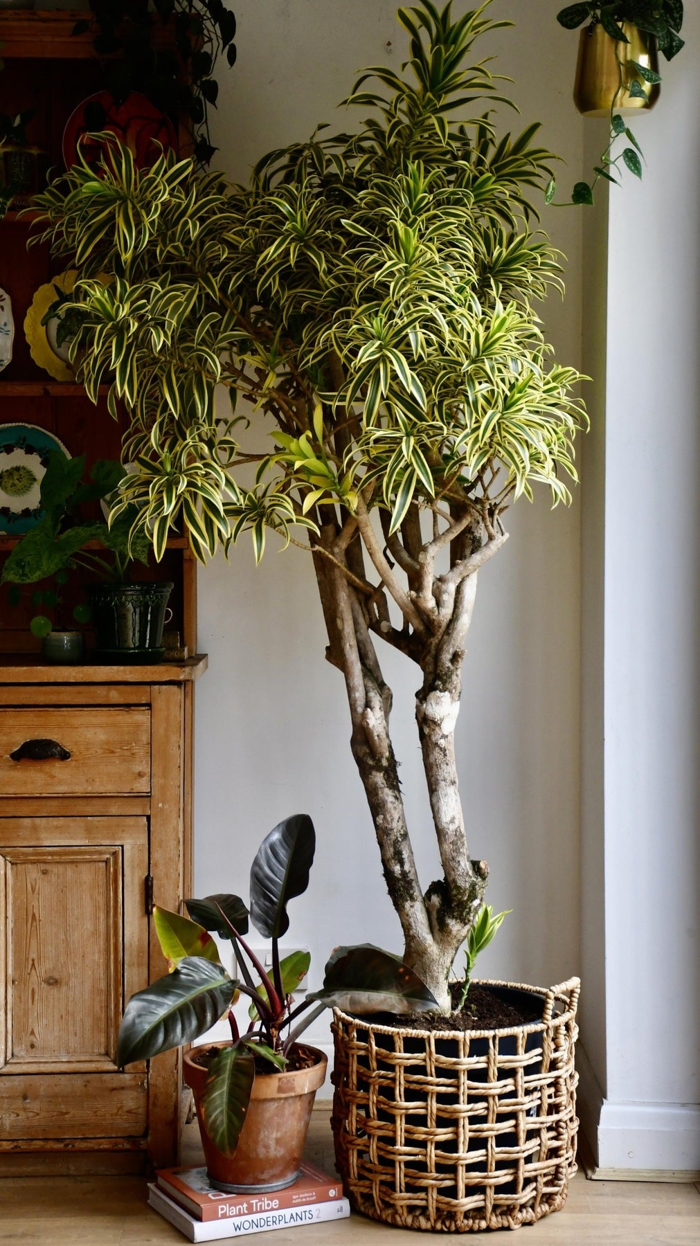 Cây cảnh này là một loài cây nhiệt đới nổi tiếng