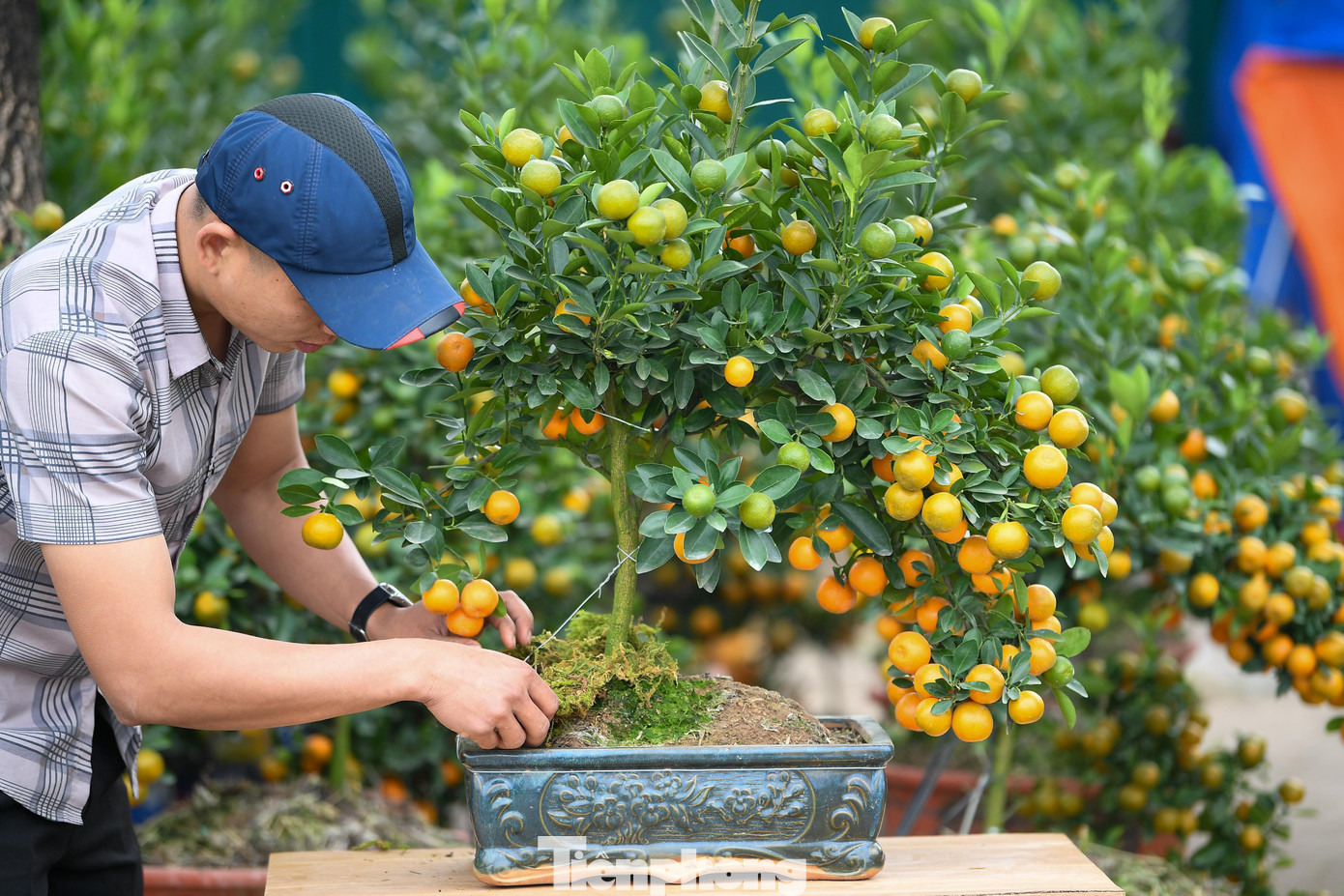 img src/upload/1-2026/images/2026-02-06/1770335312-tp-tieu-thuongddt-2220-width1390height927.jpg width660 /