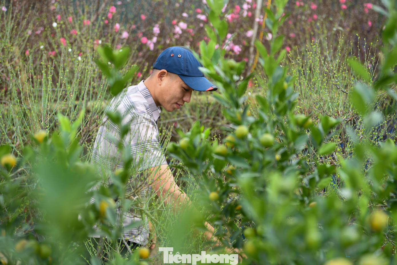 Theo chân tiểu thương ăn ngủ cùng đào quất ở chợ hoa Tết Hà Nội - 6