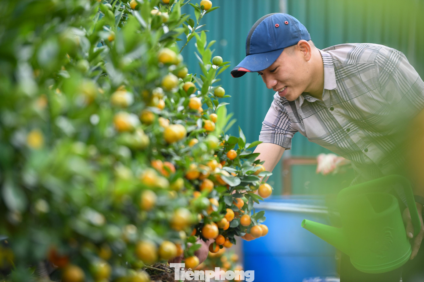 Dọc đường Lạc Long Quân, hàng trăm gốc quất vàng rực trải dài nhưng không khí giao dịch lại trầm lắng hơn. Anh Trần Đức L. (Nghệ An) tâm sự: “Khách xem nhiều nhưng mua thì cân nhắc kỹ. Giá phân bón, công chăm tăng nên mình cũng khó giảm sâu.”