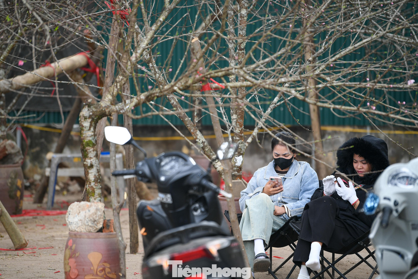 Theo chân tiểu thương ăn ngủ cùng đào quất ở chợ hoa Tết Hà Nội - 11