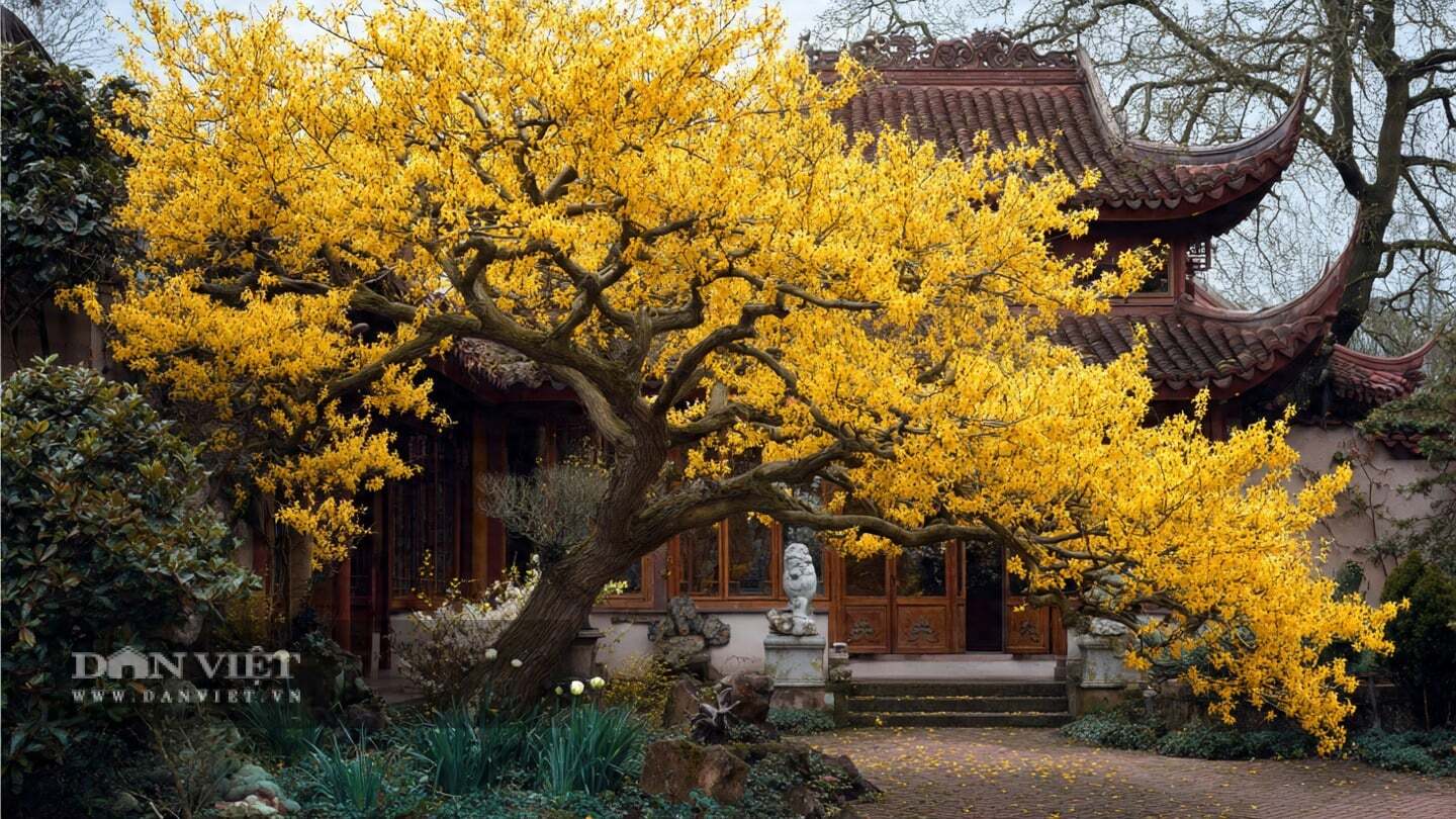Cây cảnh thường nở rộ vào cuối đông, đầu xuân