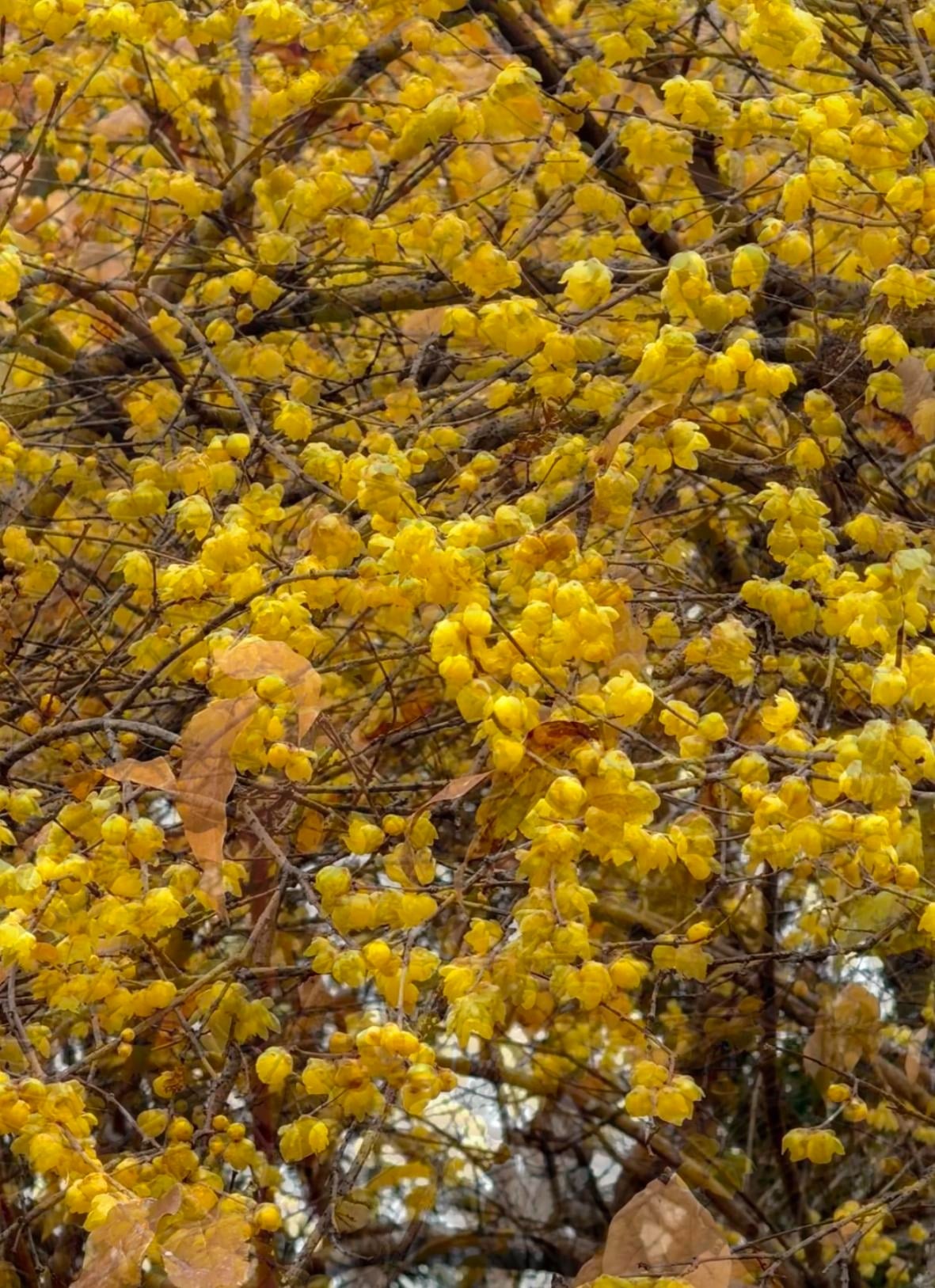 Màu vàng rực rỡ của lạp mai được xem là màu của vàng bạc, tiền tài.