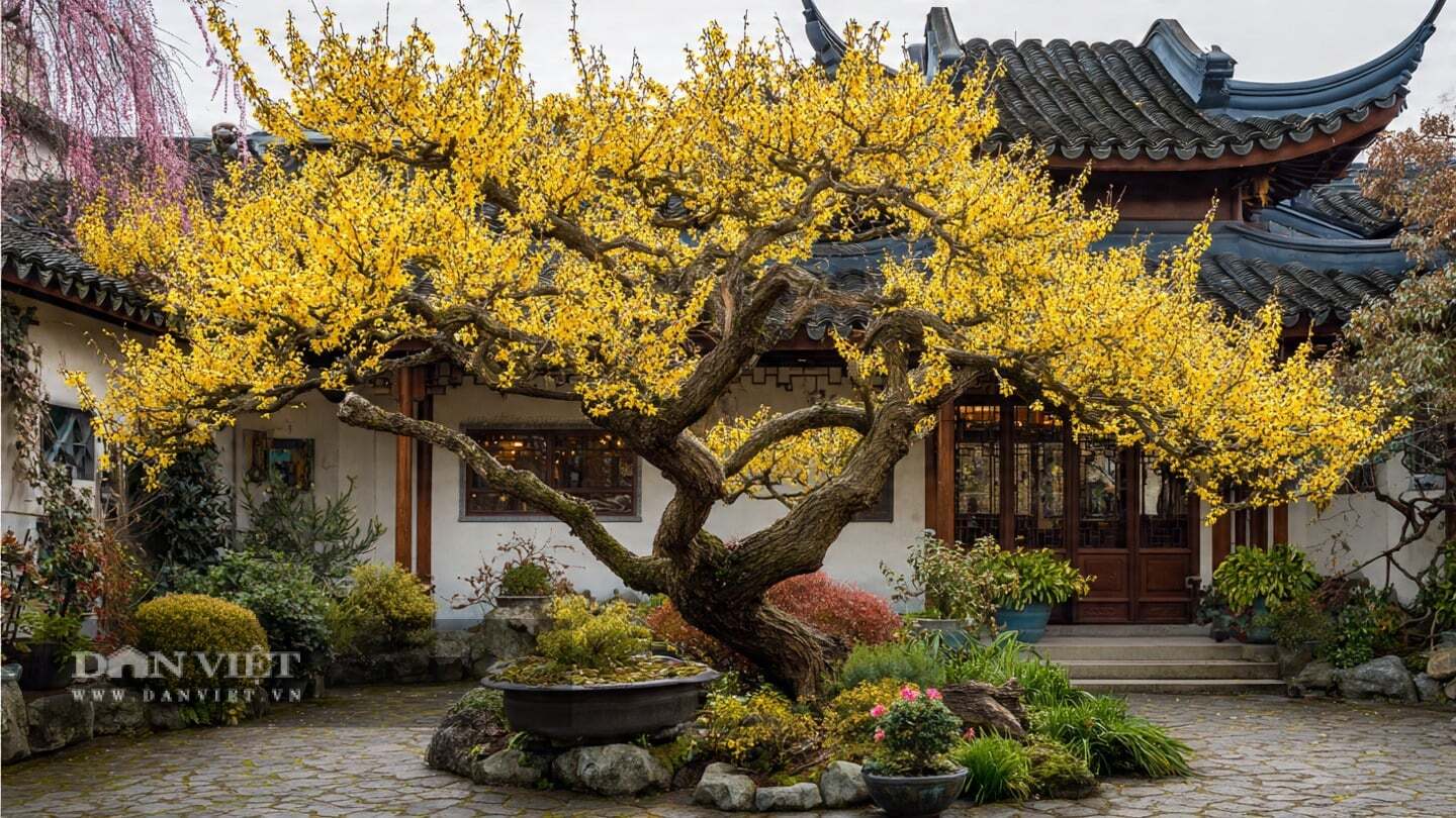 Cây cảnh này không đòi hỏi cắt tỉa quá nhiều.