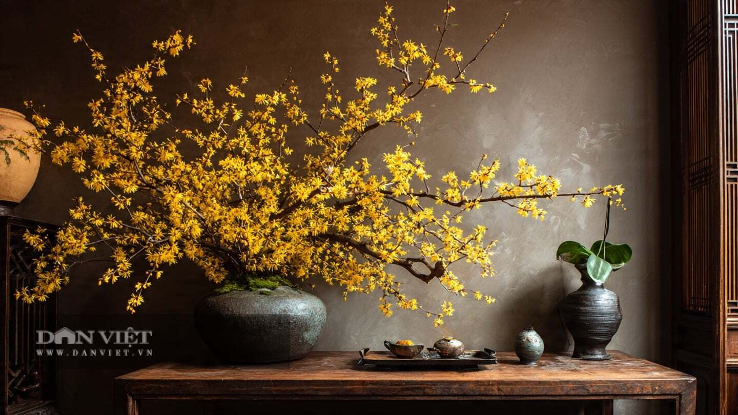 Cây cảnh thực sự là một lựa chọn tuyệt vời để tô điểm cho khu vườn hoặc không gian sống của bạn