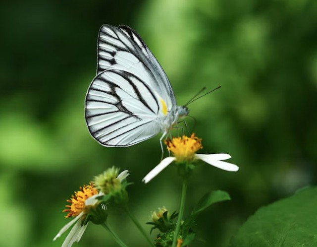 Người sinh vào giờ sinh Dậu thường có cảm nhận sâu sắc về cái đẹp và những giá trị bền vững. Ảnh minh họa