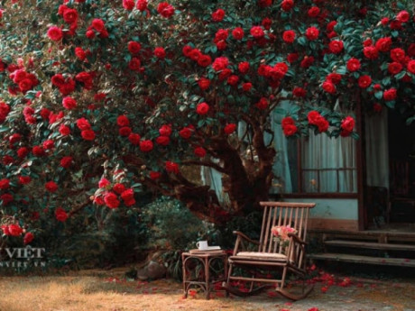 Nhà đẹp - 4 cây cảnh chiêu tài, nạp phúc nhất định phải trồng trong dịp Tết Nguyên Đán để cả năm bình an, sung túc