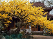 Nhà đẹp - Cây cảnh báo hiệu mùa xuân, Tết Nguyên đán bày trong nhà, nghìn vàng đến cửa, ngũ phúc vào nhà