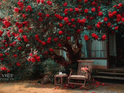 Nhà đẹp - 4 cây cảnh chiêu tài, nạp phúc nhất định phải trồng trong dịp Tết Nguyên Đán để cả năm bình an, sung túc