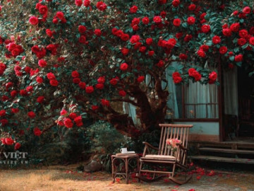 Nhà đẹp - 4 cây cảnh chiêu tài, nạp phúc nhất định phải trồng trong dịp Tết Nguyên Đán để cả năm bình an, sung túc